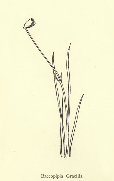 Baccopipia Gracilis by Edward Lear